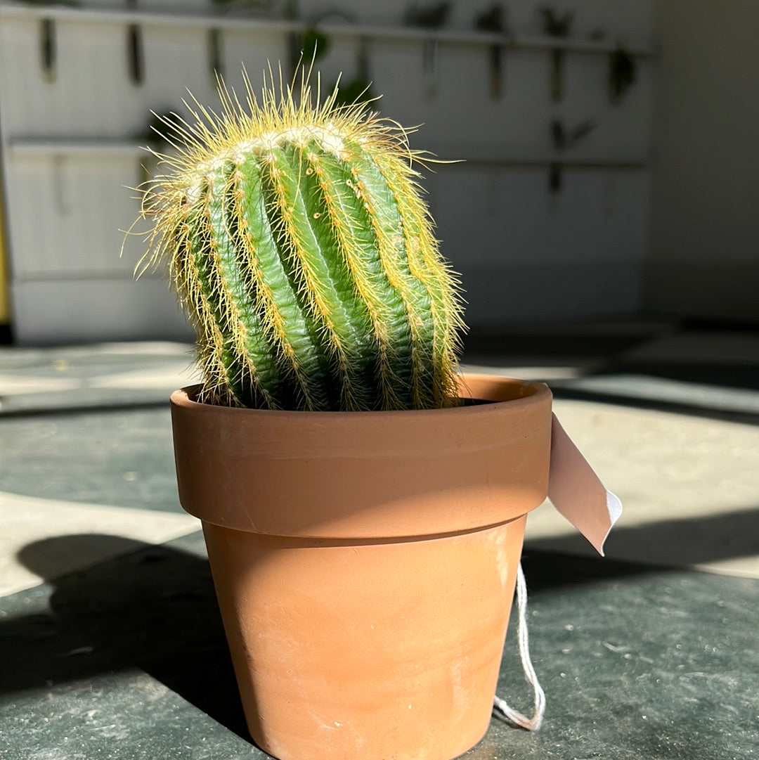 Cactus in Clay Pot