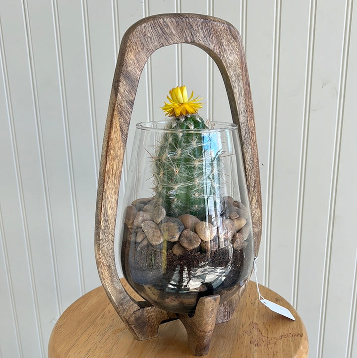 Cactus Glass Planter with Barrel Cactus