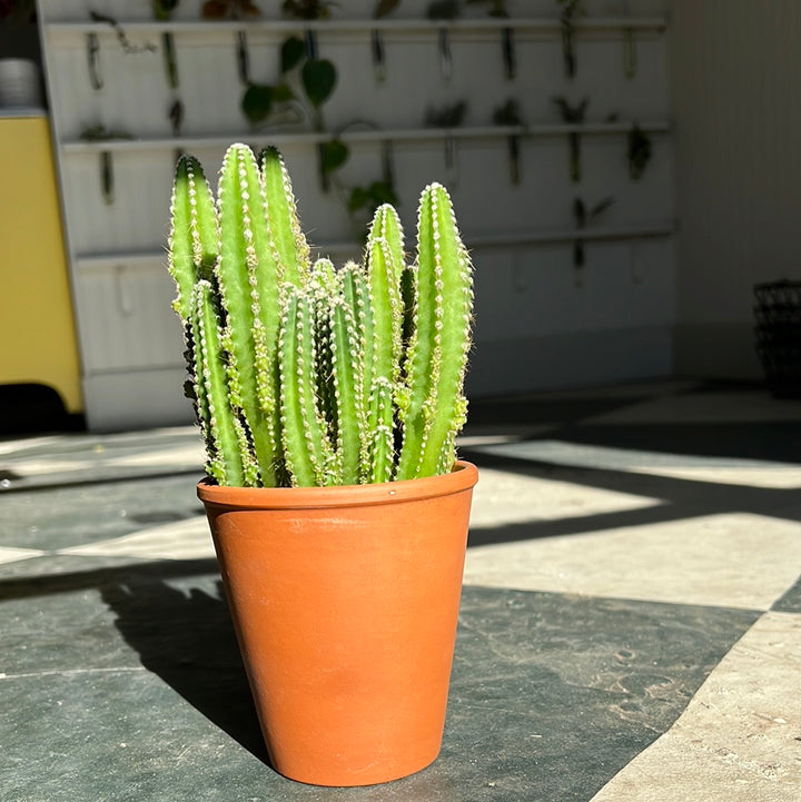 Cactus in Clay Pot