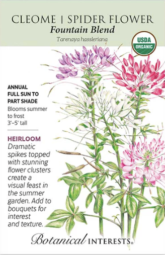 Fountain Blend Cleome (Spider Flower) Seeds