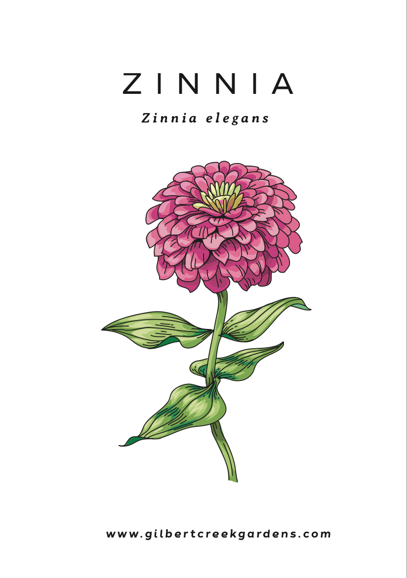 Zinnia Cut Flower Seeds  | Easy to grow and reliable blooming flowers | Fall Garden Seeds |