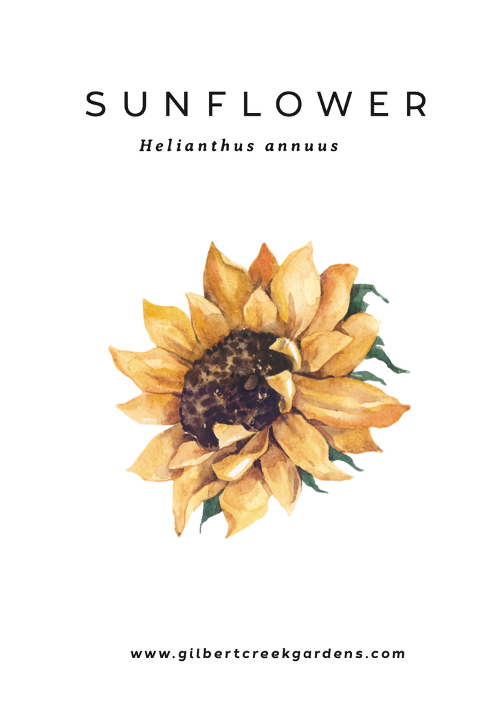 Sunflower Seed Packet  | Spring Garden Seeds