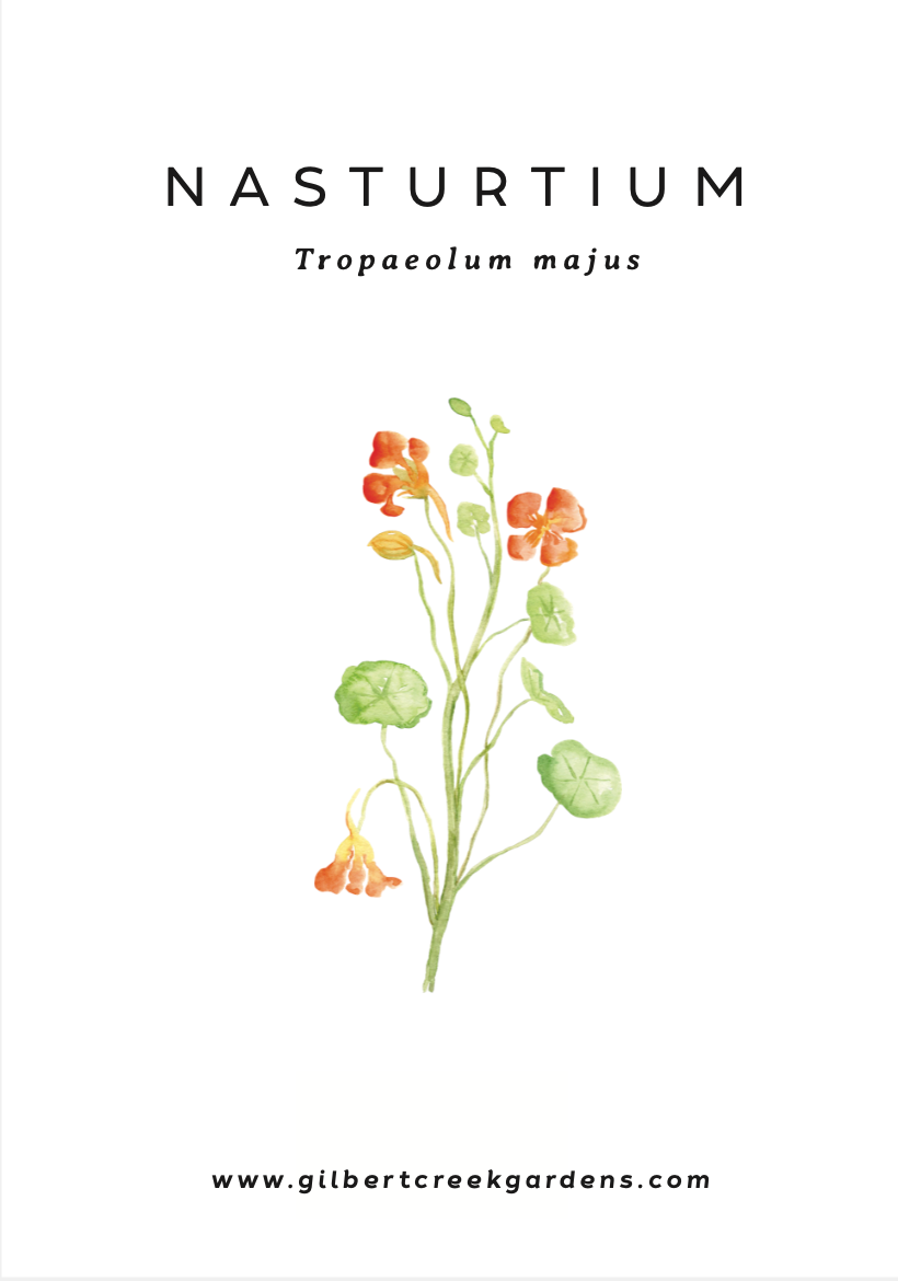 Nasturtium Seed Packet | Spring Garden Seeds