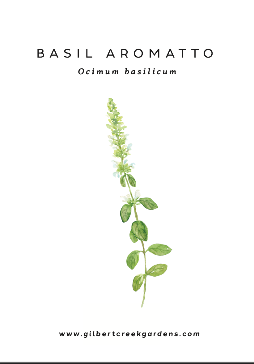 Basil Seed Packet  | Spring Garden Seeds