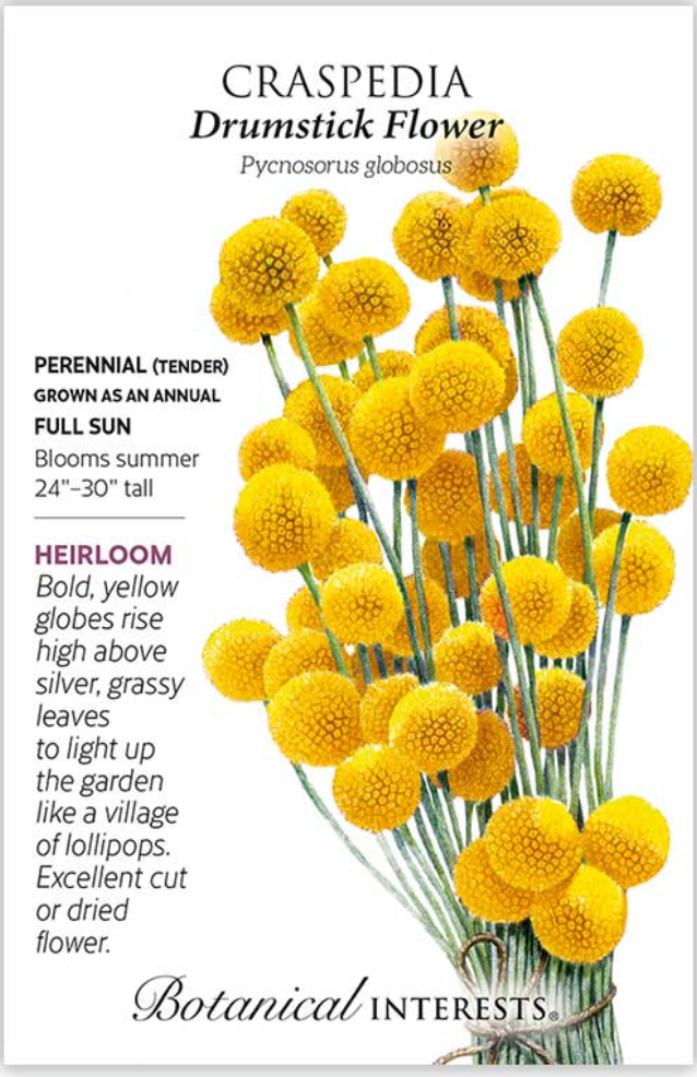 Drumstick Flower Craspedia Seeds
