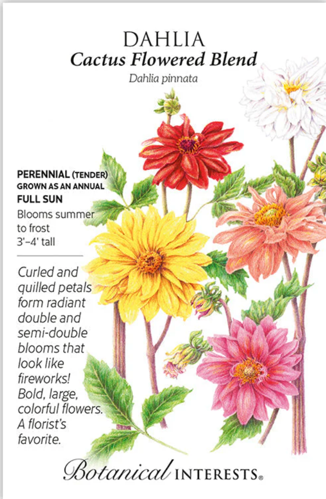 Cactus Flowered Blend Dahlia Seeds