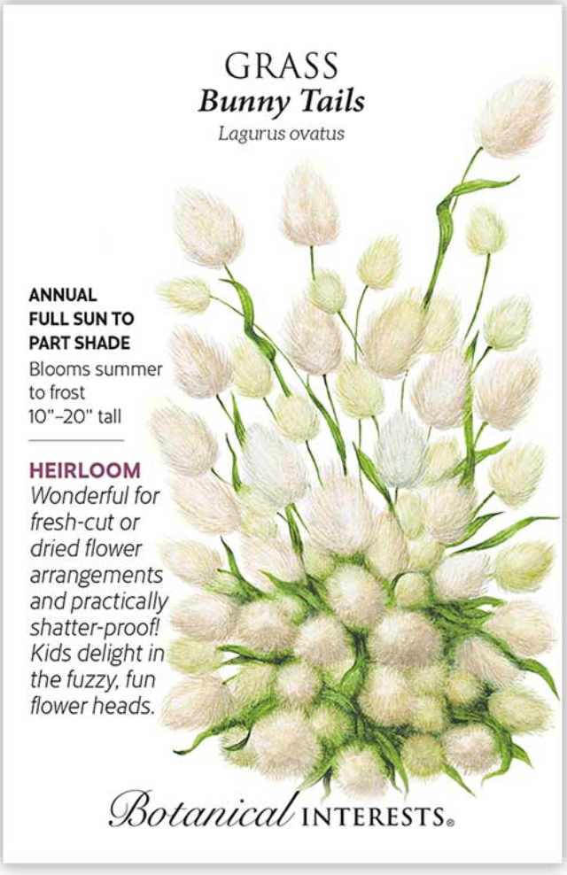 Bunny Tails Grass Seeds