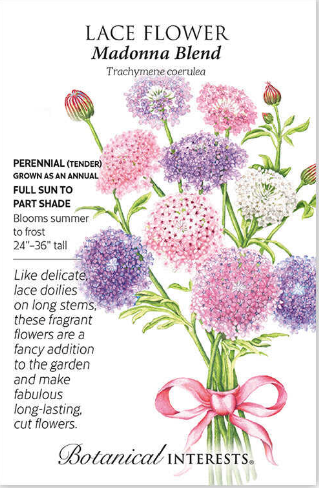 Madonna Blend Lace Flower Seeds