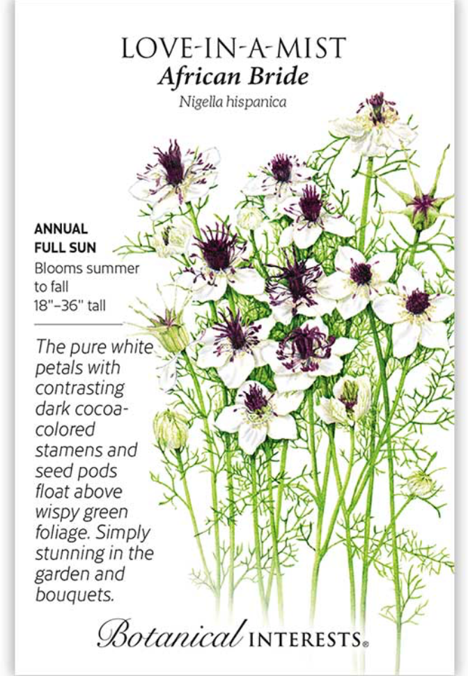 African Bride Love-In-A-Mist Seeds