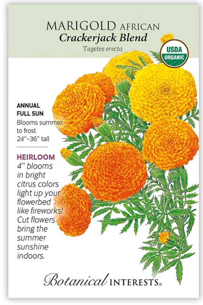 Crackerjack African Marigold Seeds