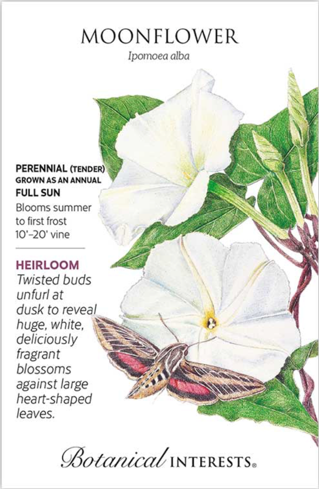 Moonflower Heirloom Seeds