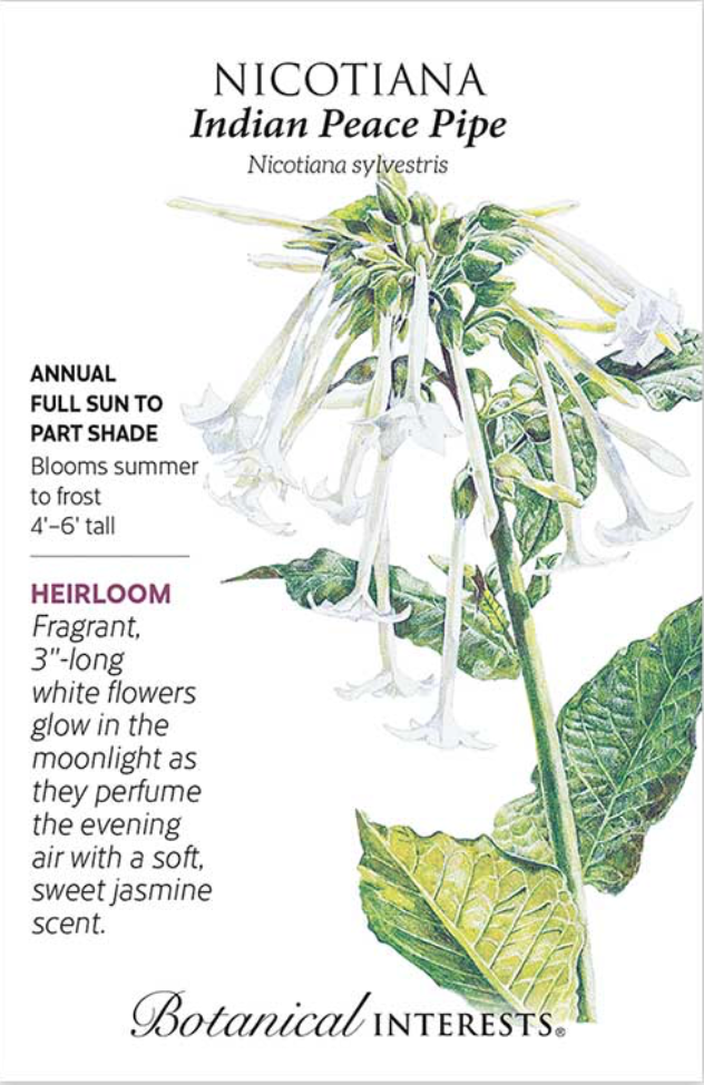 Indian Peace Pipe Nicotiana Seeds