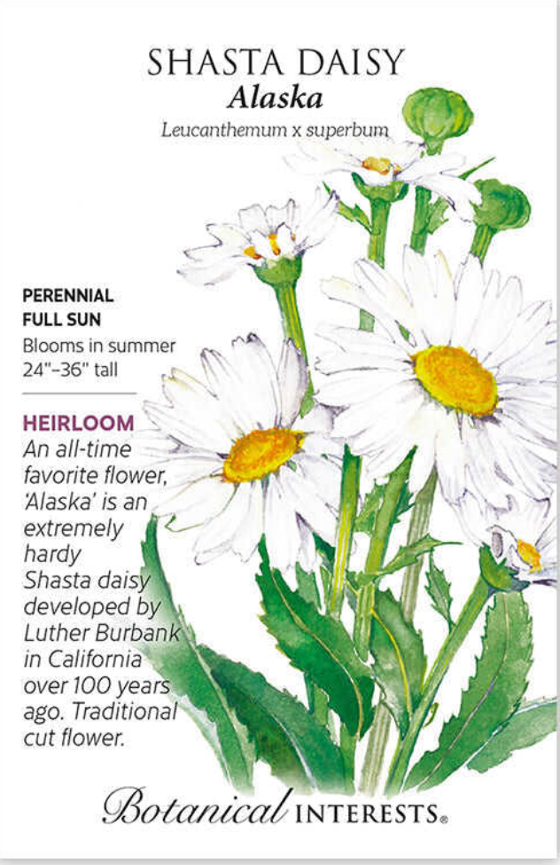 Alaska Shasta Daisy Seeds