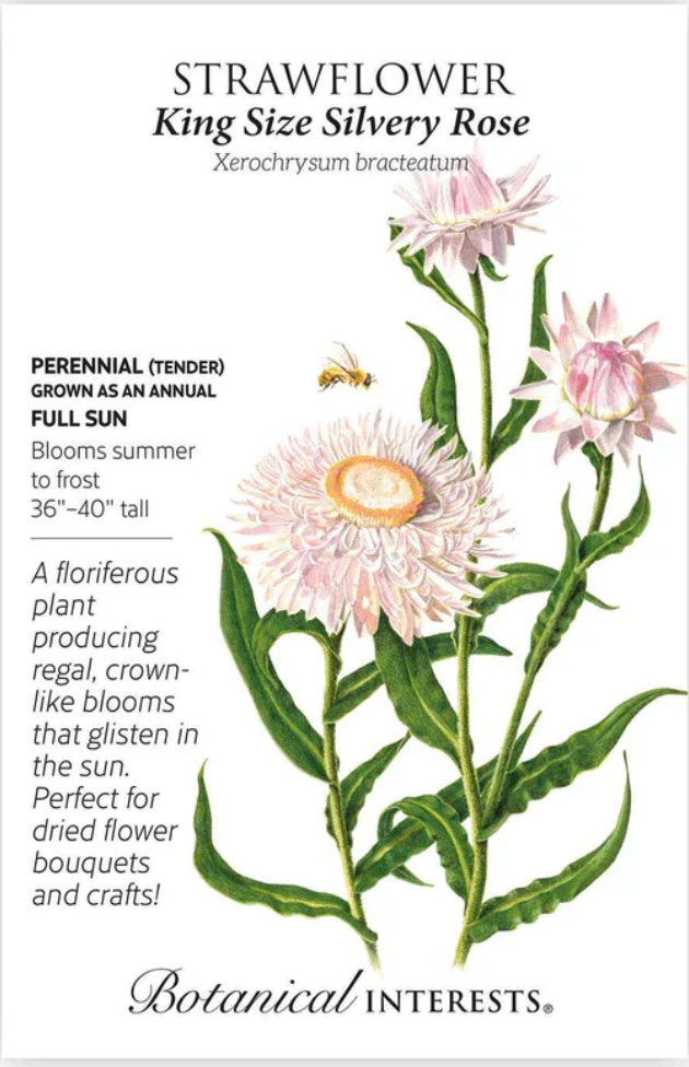 King Size Silvery Rose Strawflower Seeds