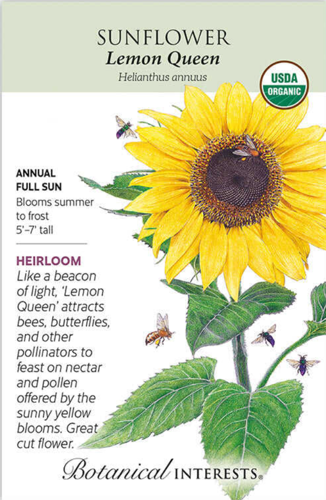 Lemon Queen Sunflower Seeds