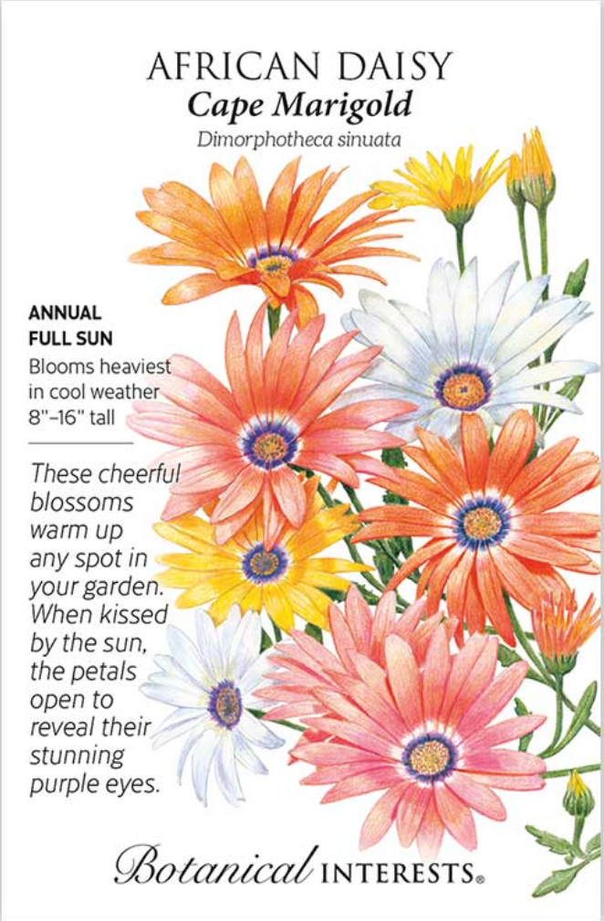 Cape Marigold African Daisy Seeds
