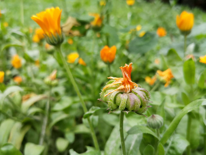 Calendula Flower | Bulk Herbs | Dried Whole Flowers | Farm to You