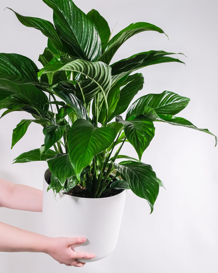 Classic Sympathy Plant - Peace Lilly (Spathiphyllum)