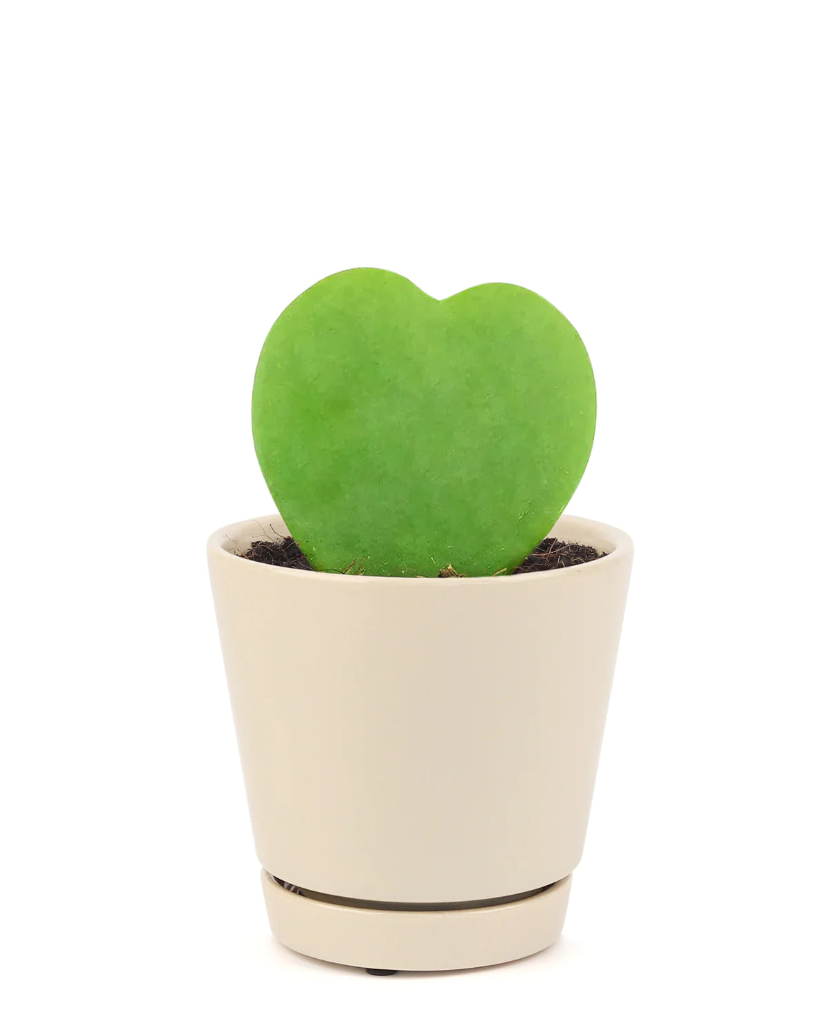 Hoya Heart Plant Gilbert Creek Gardens