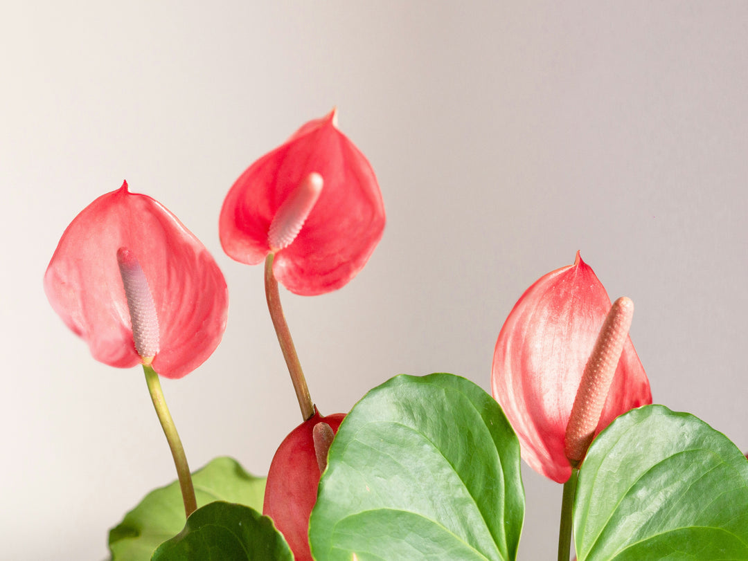 Anthurium Plant