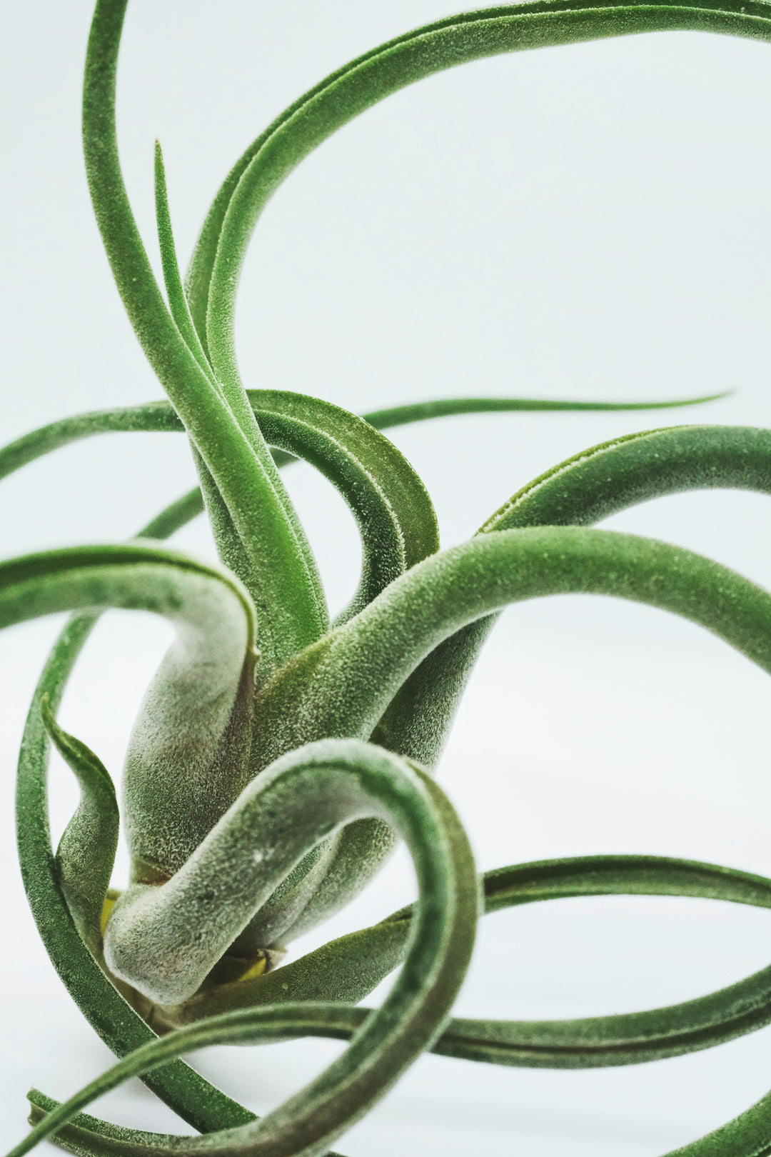 Air plants - August Plant of the Month