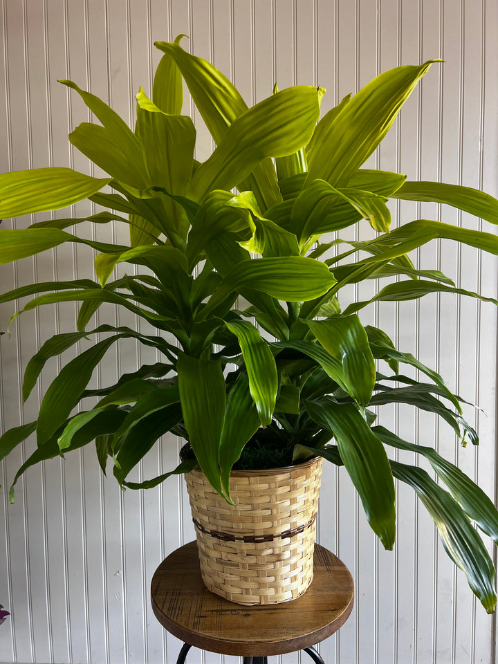 Assorted Plants