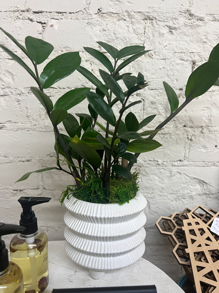 Assorted Plants
