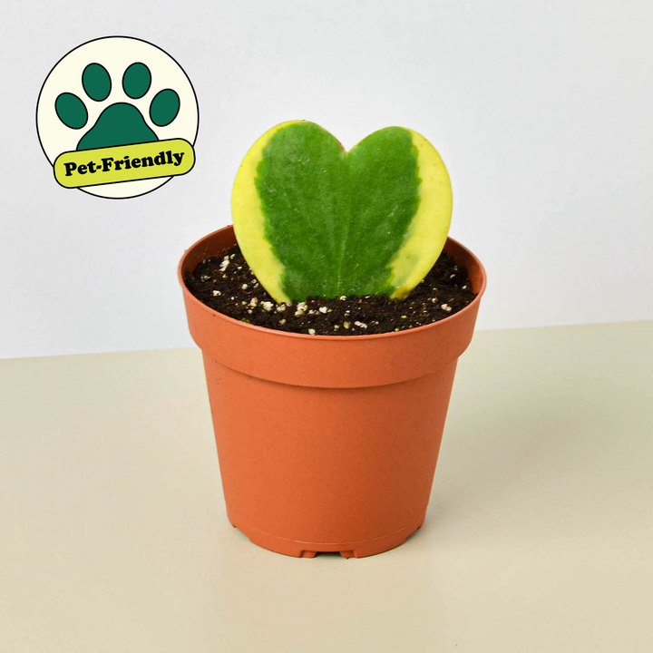 Hoya Heart Variegated 3-Inch - Sweetheart Live Plant