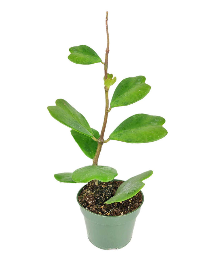 Trailing Hoya Kerrii Heart