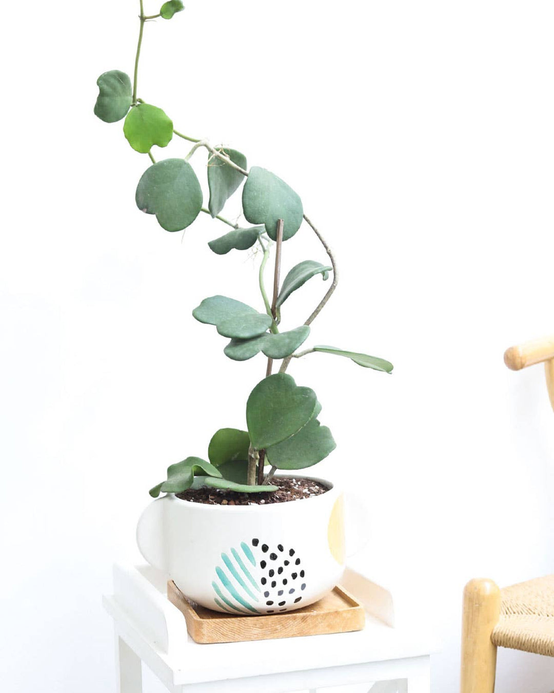 Trailing Hoya Kerrii Heart