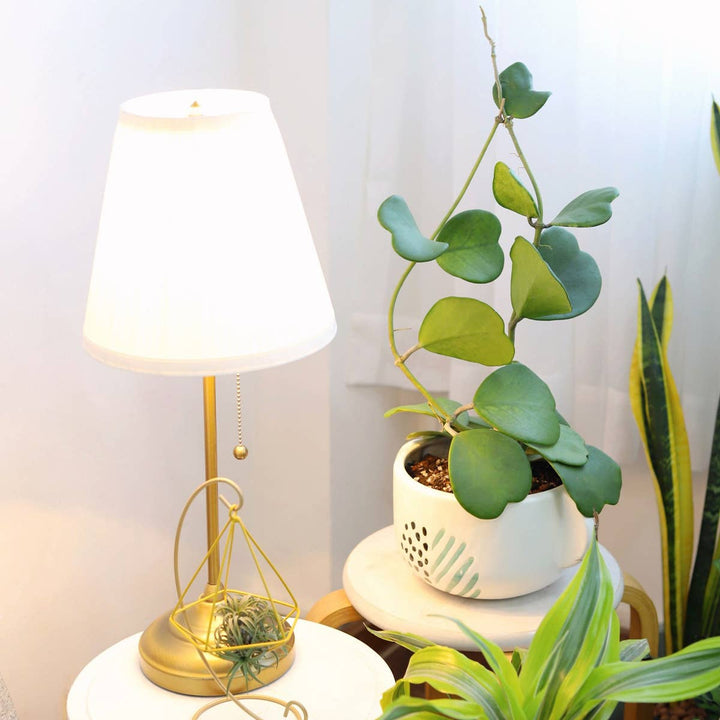 Trailing Hoya Kerrii Heart