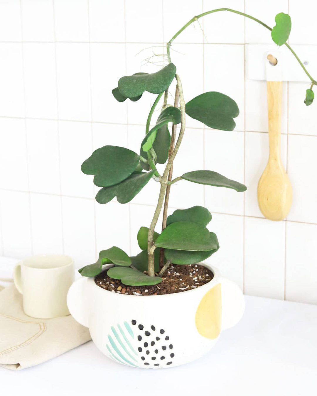 Trailing Hoya Kerrii Heart