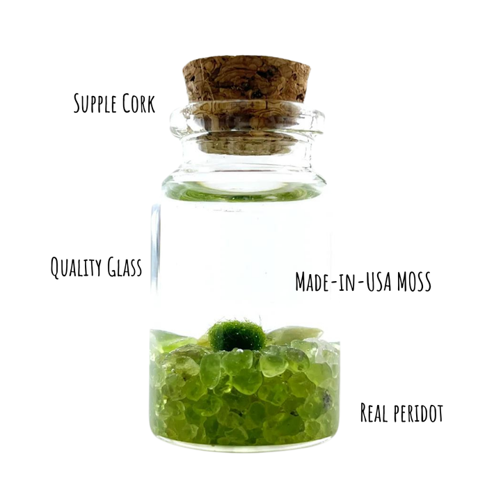 Tiny Marimo Moss Ball Terrarium with Peridot Gemstones