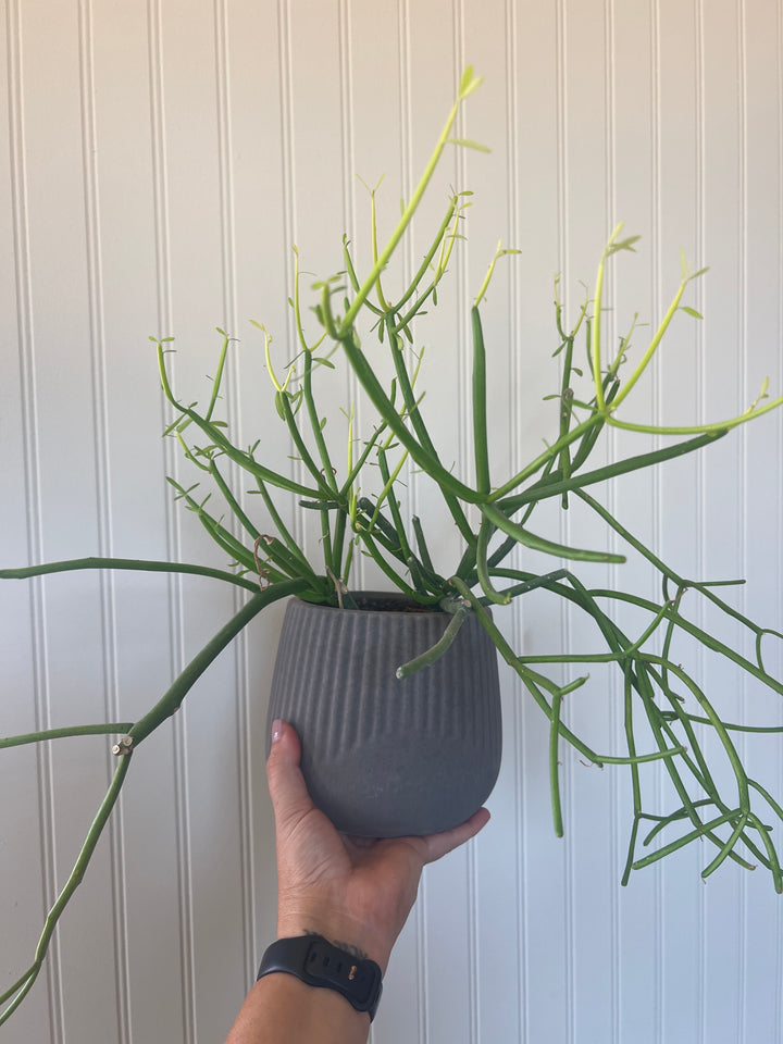 Assorted Plants