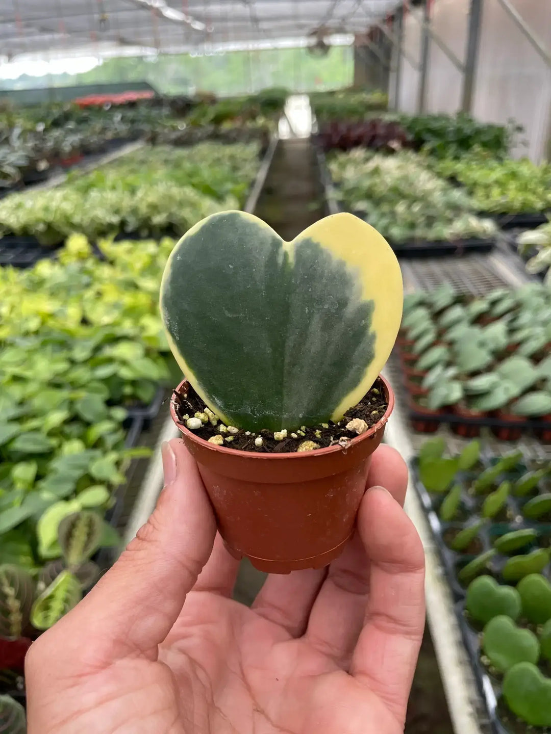 Hoya Heart Variegated 3-Inch - Sweetheart Live Plant
