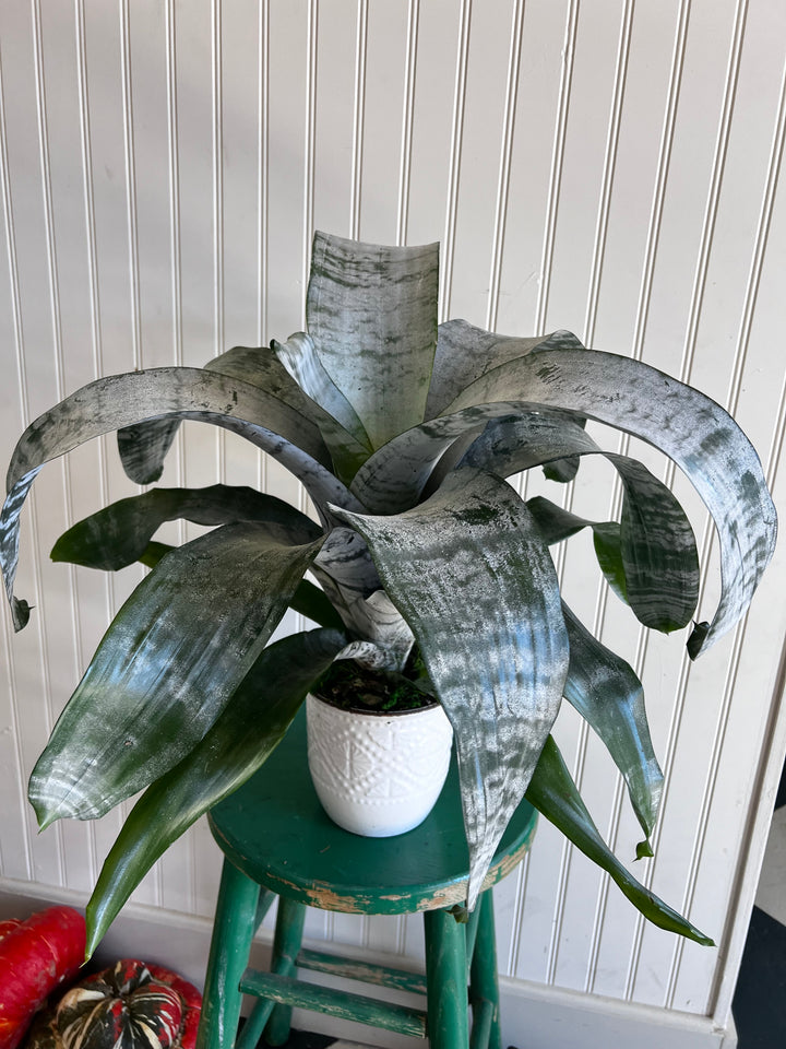 Assorted Plants