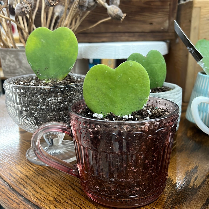 Hoya Heart Plant