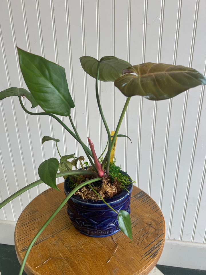 Assorted Plants