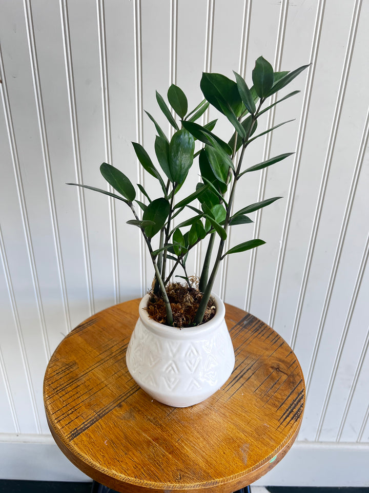 Assorted Plants