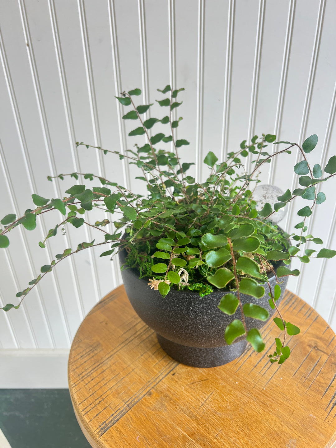 Assorted Plants