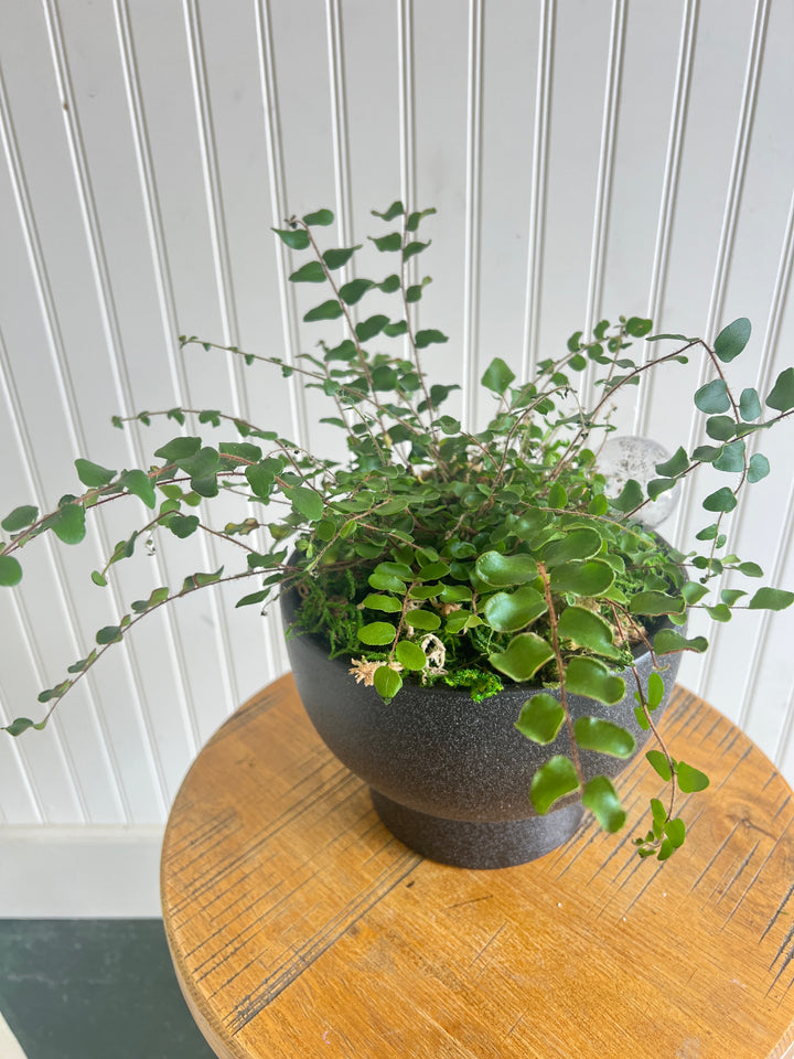Assorted Plants