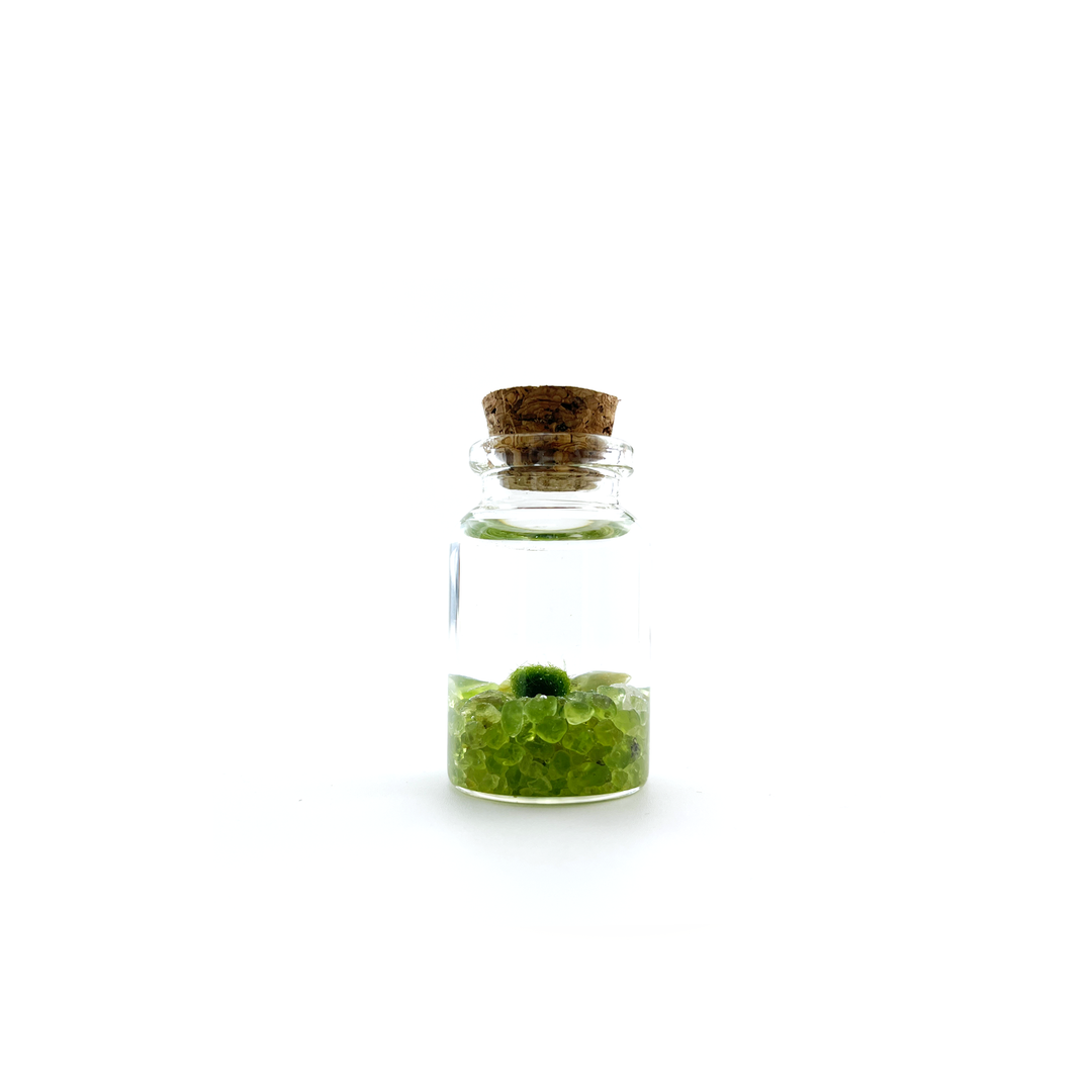 Tiny Marimo Moss Ball Terrarium with Peridot Gemstones