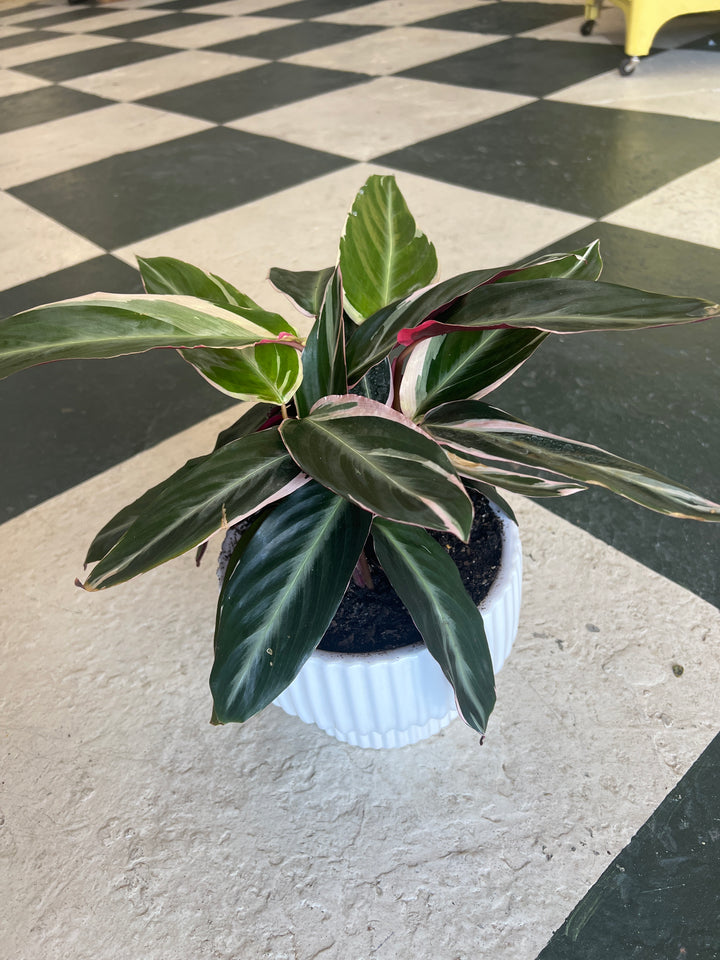 Assorted Plants