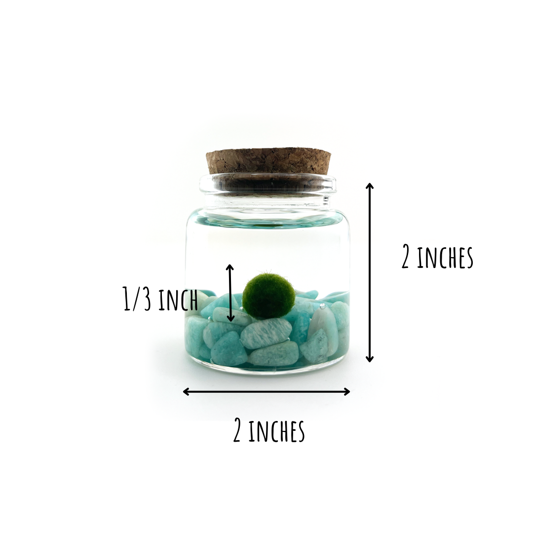 Small Marimo Moss Ball Terrarium with Amazonite Gemstone