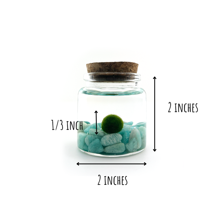 Small Marimo Moss Ball Terrarium with Amazonite Gemstone