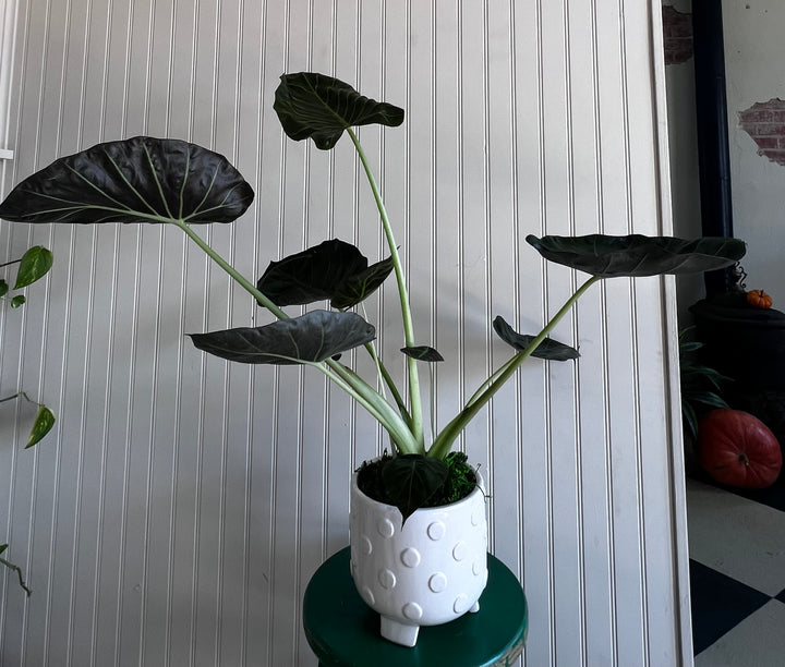 Assorted Plants