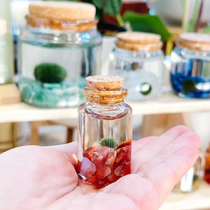 Tiny Marimo Moss Ball Terrarium with Carnelian Gemstones
