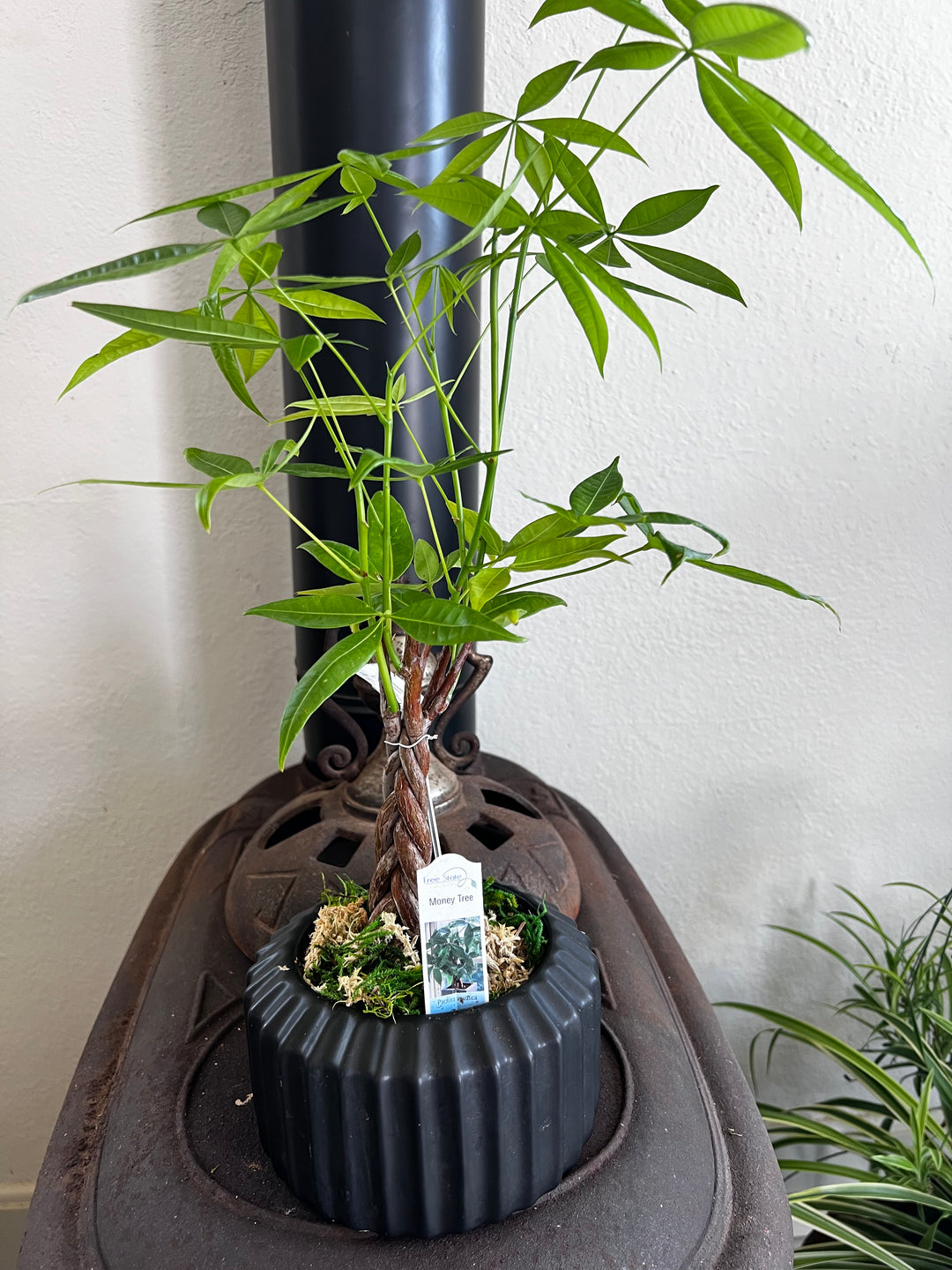 Assorted Plants