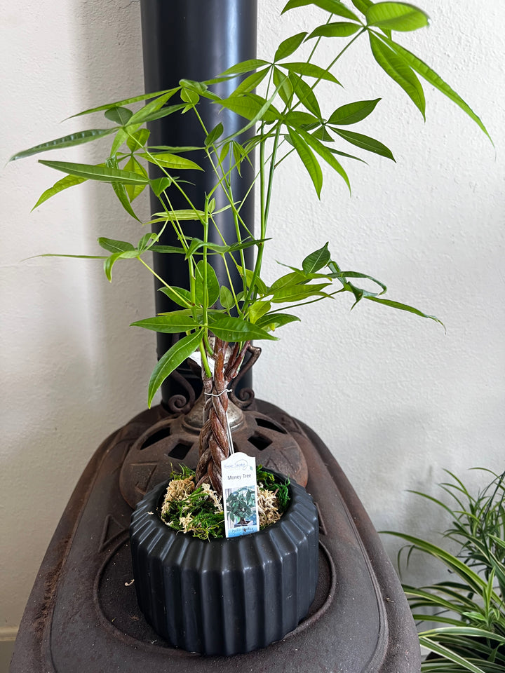 Assorted Plants