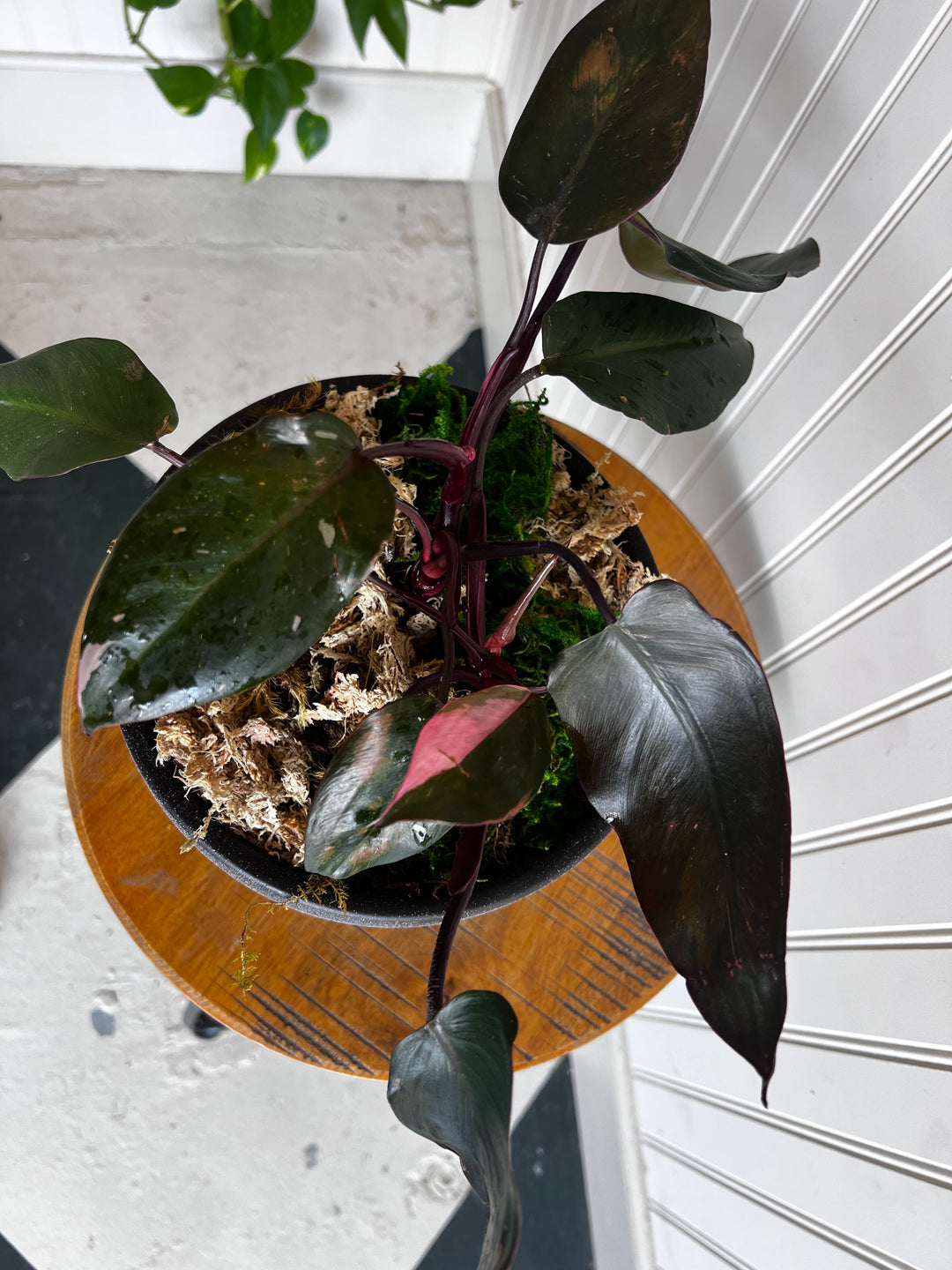 Assorted Plants
